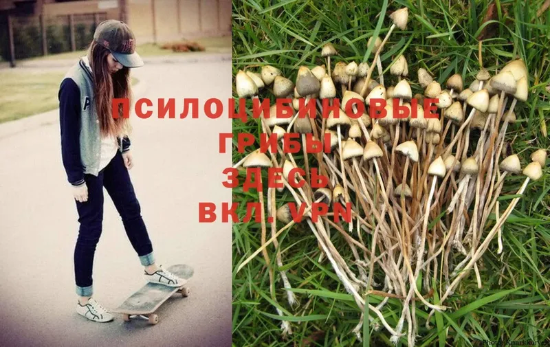 Псилоцибиновые грибы MAGIC MUSHROOMS  MEGA зеркало  Ельня 